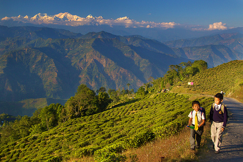 Living on Mountains of Tea - Darjeeling, India