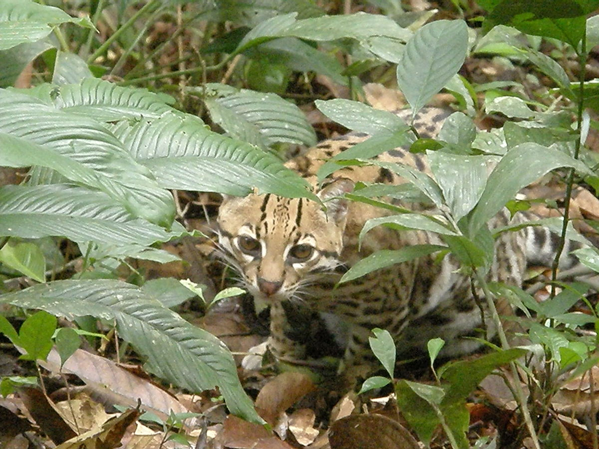 Ocelot in Bulivia.JPG