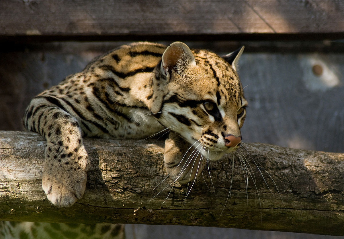 Ocelot Santago Leopard Project 2.jpg