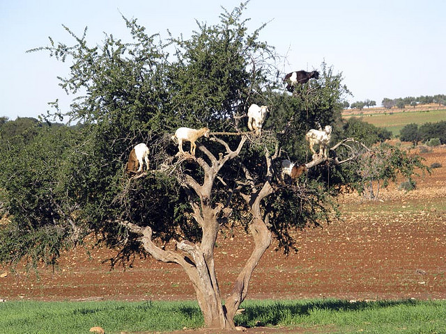 goats on an argat tree